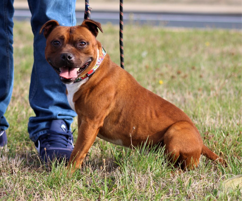 Publication : De La Terre Des Bulls Auteur : ltdb