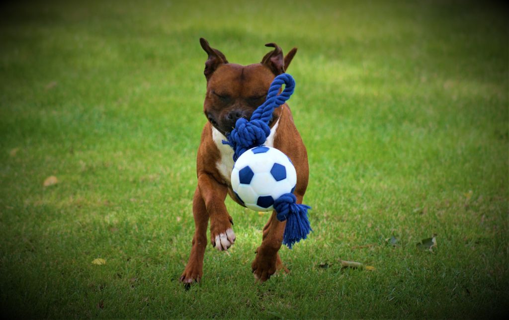 Publication : De La Terre Des Bulls Auteur : ltdb