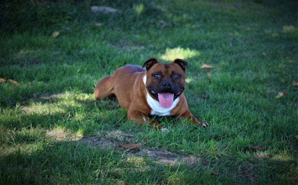 Publication : De La Terre Des Bulls Auteur : ltdb