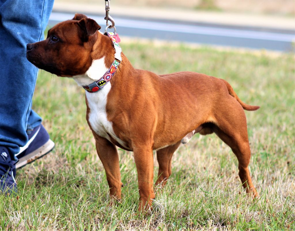 Publication : De La Terre Des Bulls Auteur : ltdb