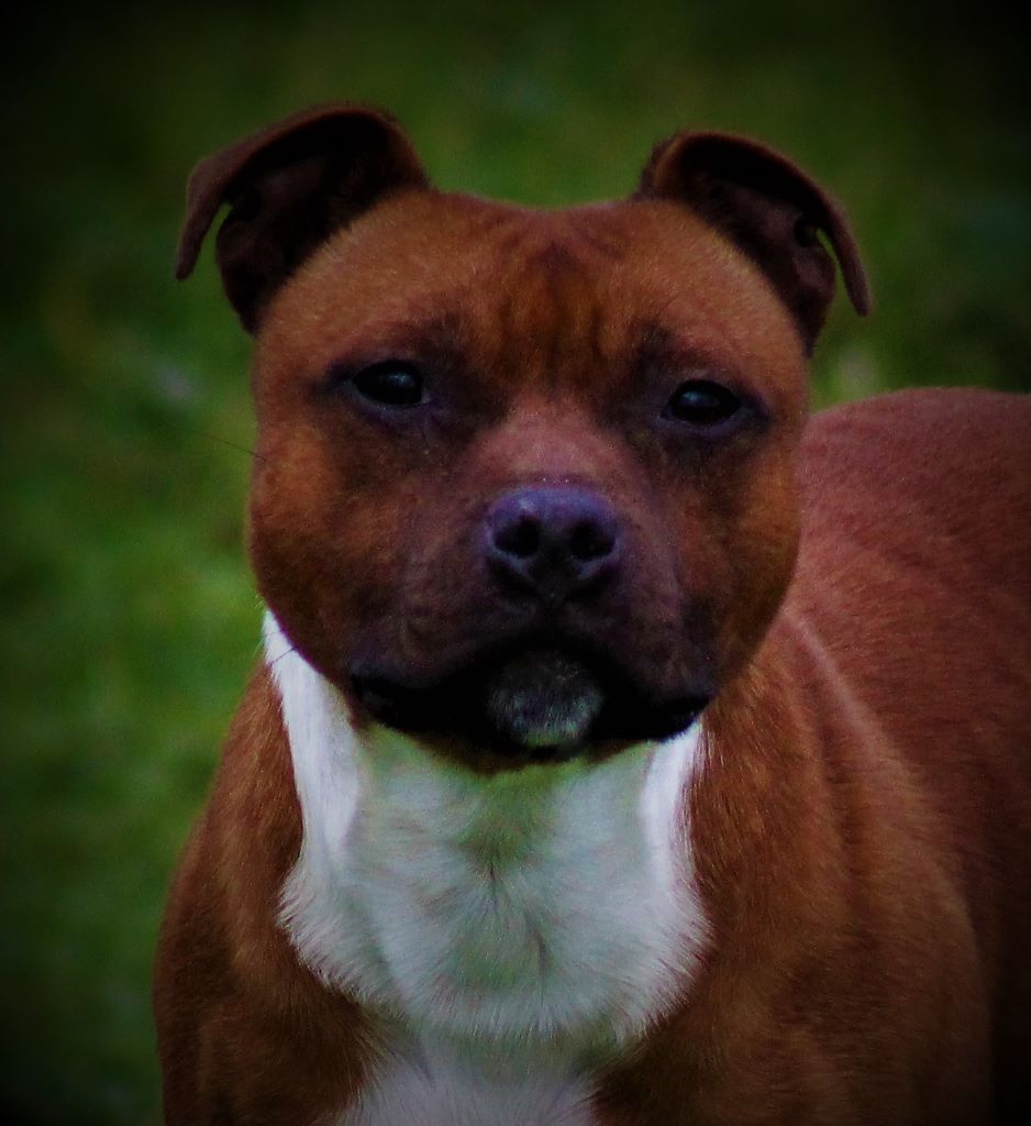 Publication : De La Terre Des Bulls Auteur : ltdb