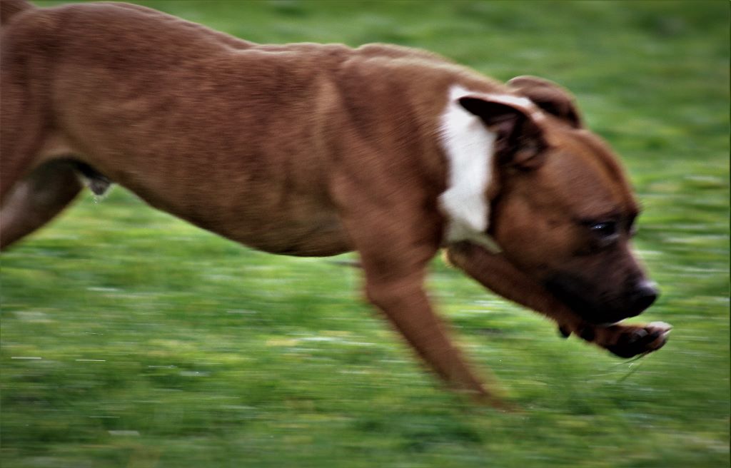 Publication : De La Terre Des Bulls Auteur : ltdb