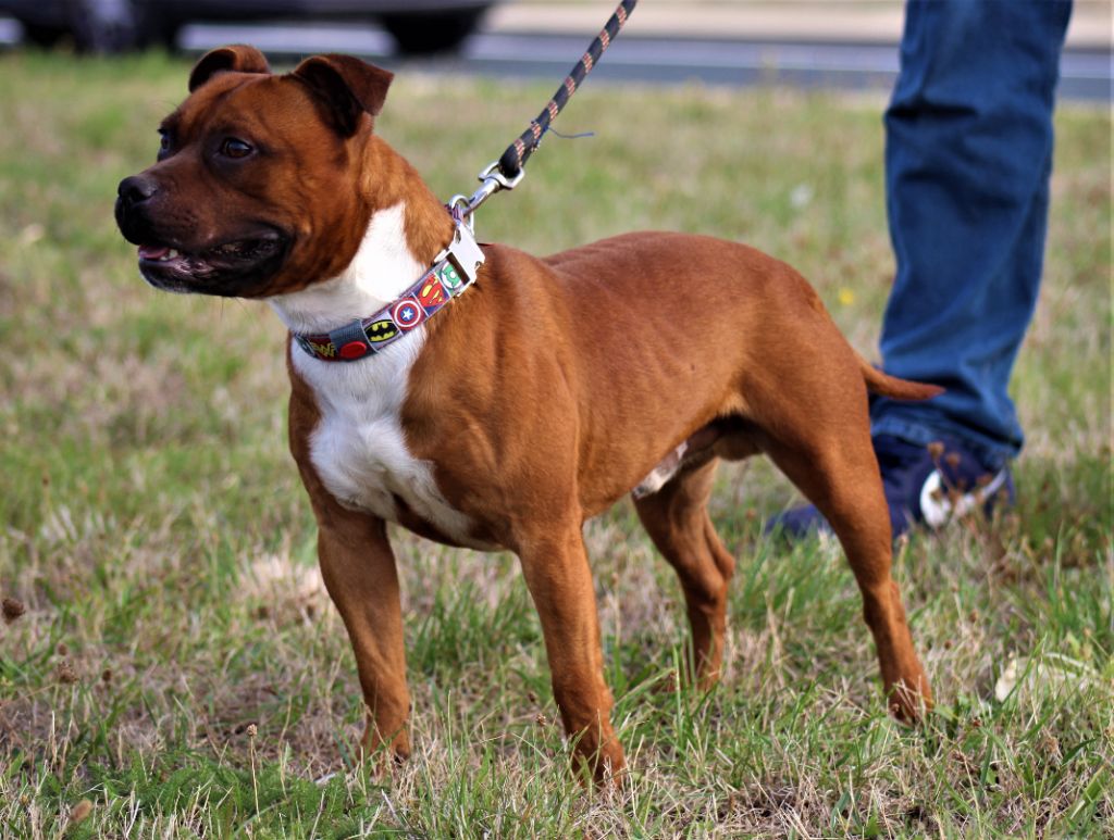 Publication : De La Terre Des Bulls Auteur : ltdb