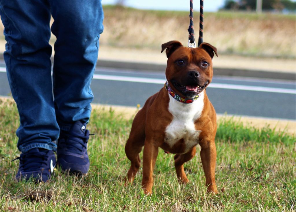 Publication : De La Terre Des Bulls Auteur : ltdb