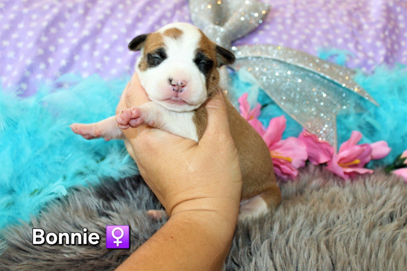 American Staffordshire Terrier - De La Terre Des Bulls