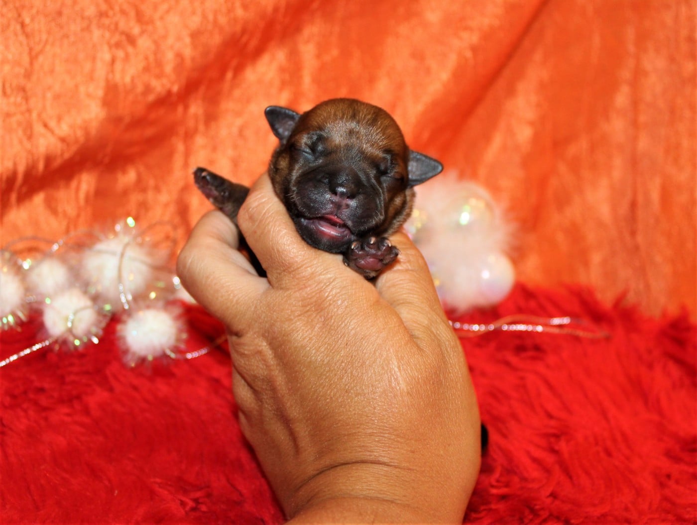 Staffordshire Bull Terrier - De La Terre Des Bulls