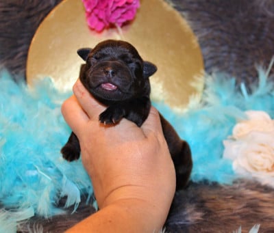 Les chiots de Staffordshire Bull Terrier