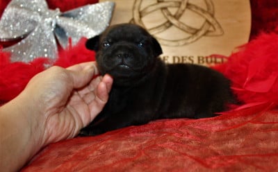 Les chiots de Staffordshire Bull Terrier