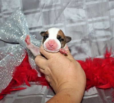 Les chiots de American Staffordshire Terrier