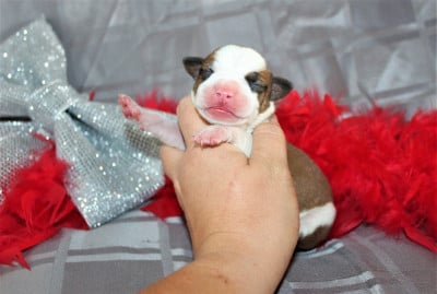 Les chiots de American Staffordshire Terrier