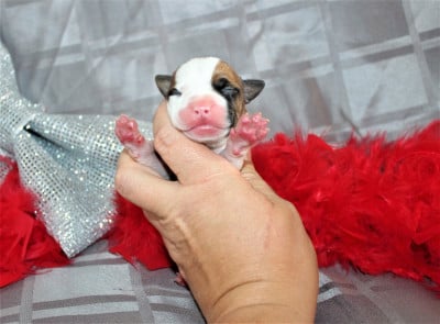 Les chiots de American Staffordshire Terrier