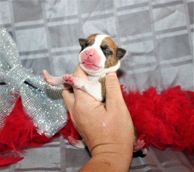 Les chiots de American Staffordshire Terrier