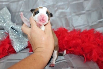 Les chiots de American Staffordshire Terrier