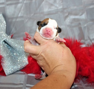 Les chiots de American Staffordshire Terrier