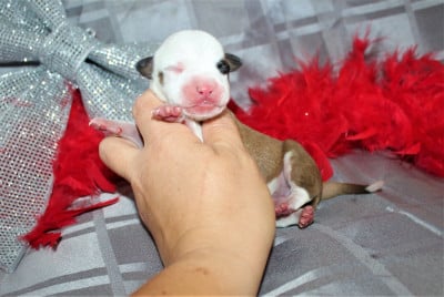 Les chiots de American Staffordshire Terrier