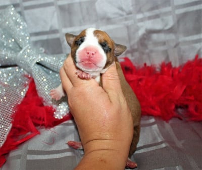 Les chiots de American Staffordshire Terrier