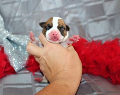 Les chiots de American Staffordshire Terrier