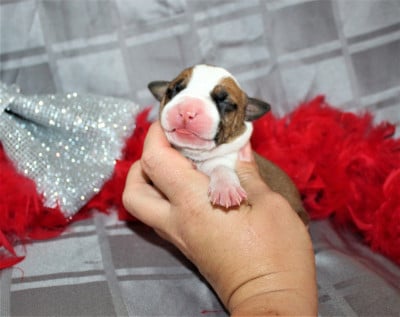 Les chiots de American Staffordshire Terrier