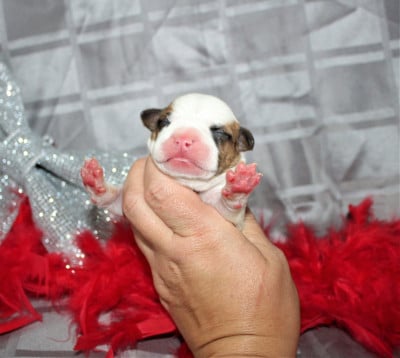 Les chiots de American Staffordshire Terrier