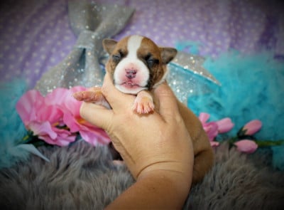 Les chiots de American Staffordshire Terrier