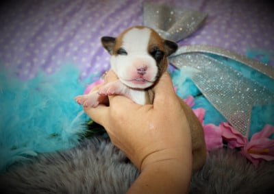Les chiots de American Staffordshire Terrier
