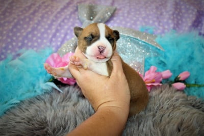 Les chiots de American Staffordshire Terrier