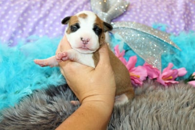 Les chiots de American Staffordshire Terrier