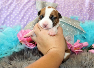 Les chiots de American Staffordshire Terrier