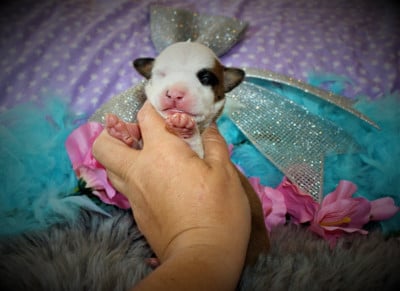 Les chiots de American Staffordshire Terrier