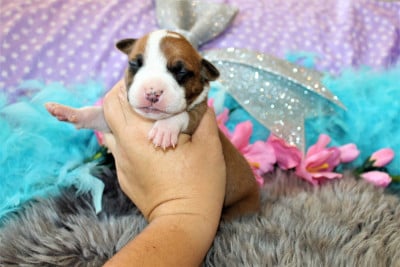 Les chiots de American Staffordshire Terrier