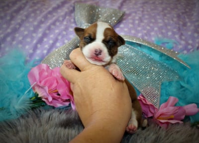 Les chiots de American Staffordshire Terrier