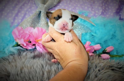 Les chiots de American Staffordshire Terrier