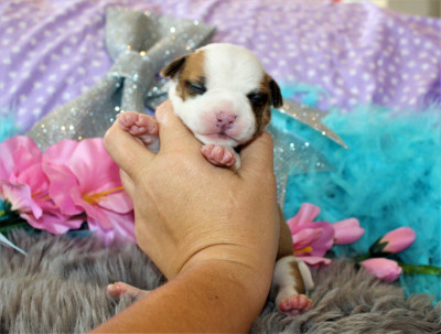 Les chiots de American Staffordshire Terrier