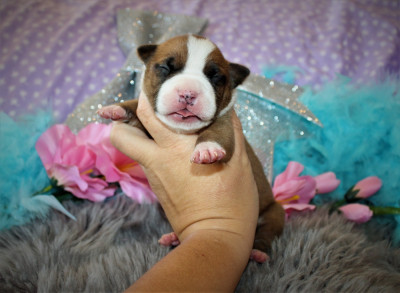 Les chiots de American Staffordshire Terrier