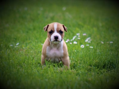 Les chiots de American Staffordshire Terrier