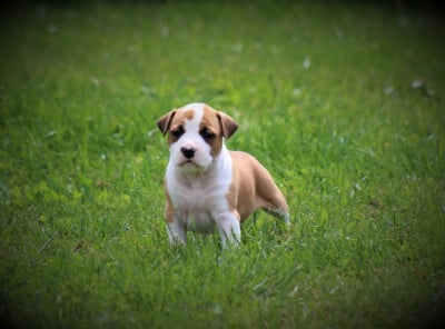 Les chiots de American Staffordshire Terrier