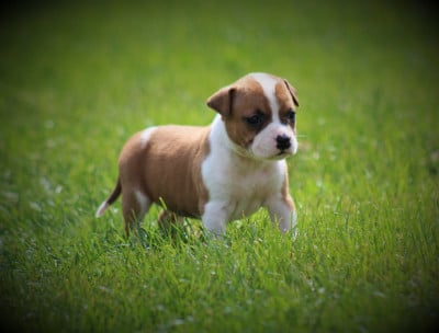 Les chiots de American Staffordshire Terrier