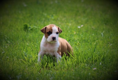 Les chiots de American Staffordshire Terrier