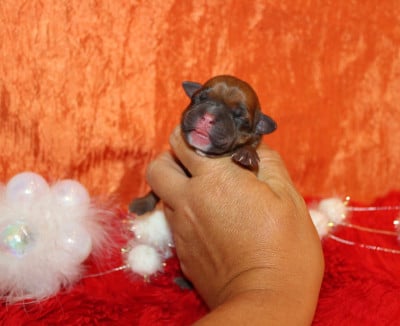 Les chiots de Staffordshire Bull Terrier