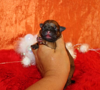 Les chiots de Staffordshire Bull Terrier