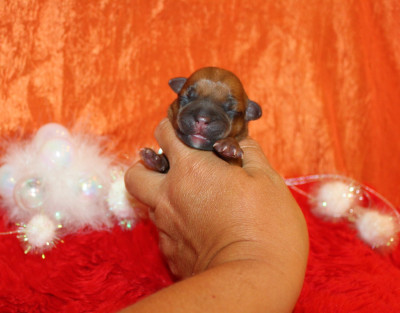 Les chiots de Staffordshire Bull Terrier