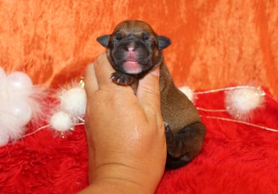 Les chiots de Staffordshire Bull Terrier