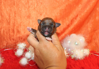 Les chiots de Staffordshire Bull Terrier