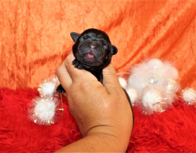 Les chiots de Staffordshire Bull Terrier