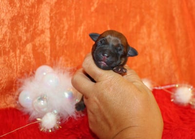 Les chiots de Staffordshire Bull Terrier