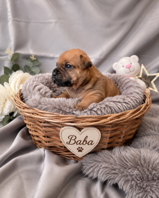 BABA - Staffordshire Bull Terrier