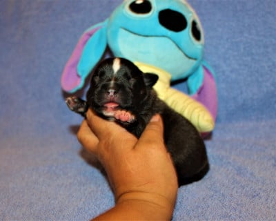 Staffordshire Bull Terrier
