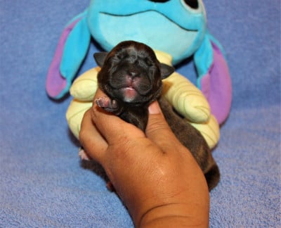 BLANDINE - Staffordshire Bull Terrier