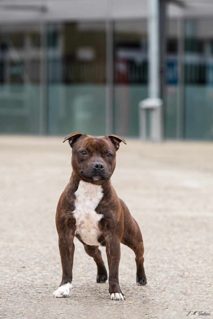 Beautiful Team So cute - Meilleure puppy