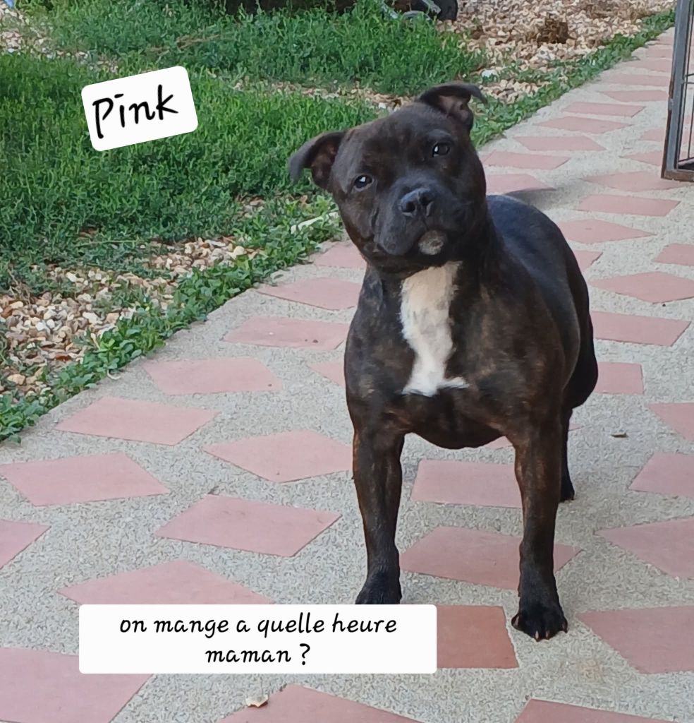 Vraie valeur diamant rose De La Terre Des Bulls - Confirmation validée